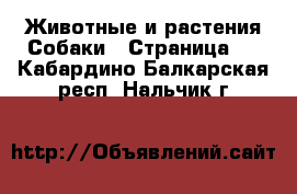 Животные и растения Собаки - Страница 4 . Кабардино-Балкарская респ.,Нальчик г.